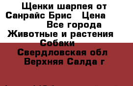 Щенки шарпея от Санрайс Брис › Цена ­ 30 000 - Все города Животные и растения » Собаки   . Свердловская обл.,Верхняя Салда г.